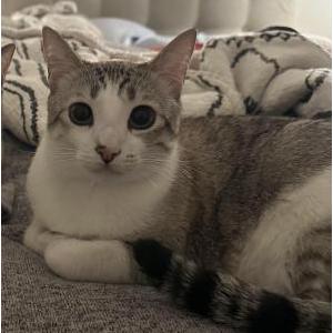 Lost Cat Hemlock