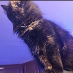 Lost Cat Gigi