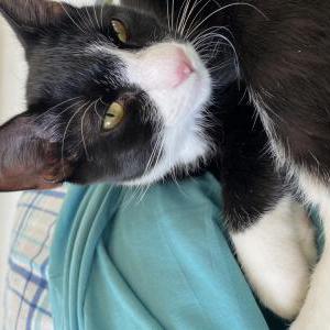Lost Cat Felix
