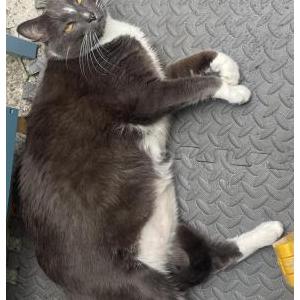 Lost Cat Hermes