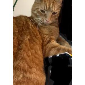 Lost Cat Pumpkin