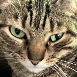 Lost Cat Tito