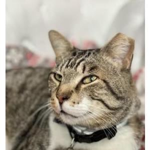 Lost Cat Comet