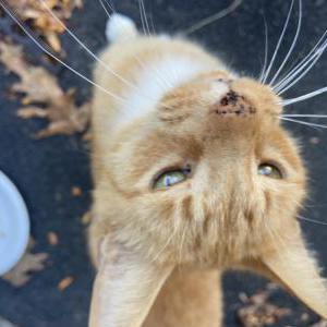 Found Cat Unknown