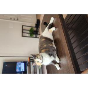Lost Cat Blue Ivy