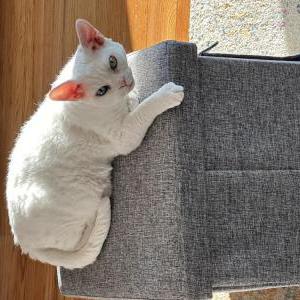 Lost Cat Bowie