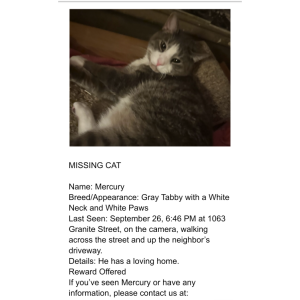 Lost Cat Mercury
