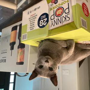 Lost Cat Hank