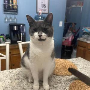 Lost Cat Alaska