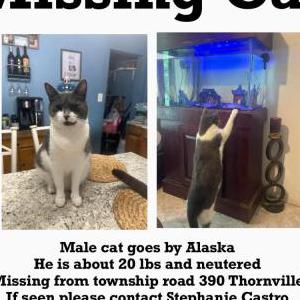 2nd Image of Alaska, Lost Cat