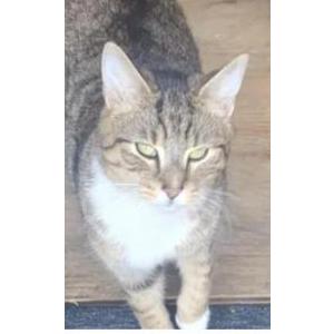 Lost Cat Rowdee