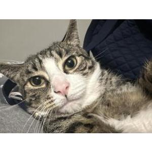 Lost Cat Sonic