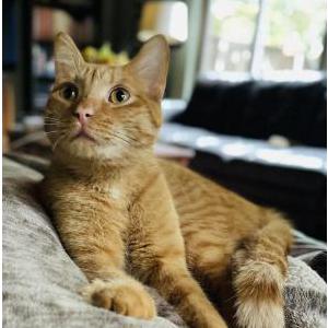 Lost Cat Ferris