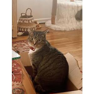 Lost Cat Noah