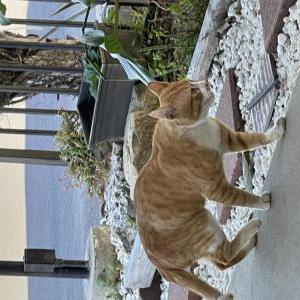 Lost Cat Tommy