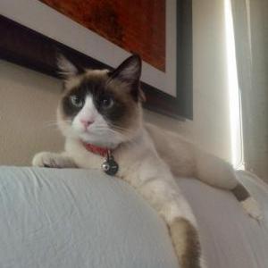 Lost Cat Guarana