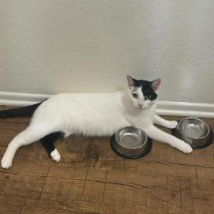 Lost Cat Boombah