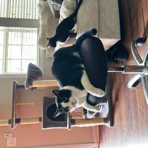 Image of Pirate, Lost Cat
