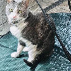 Lost Cat Loki