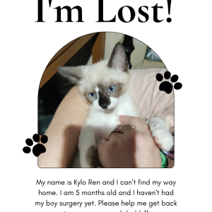 Lost Cat Kylo Ren