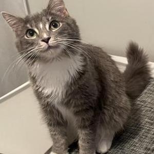 Lost Cat Dirtcake