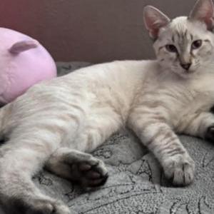 Lost Cat Zara