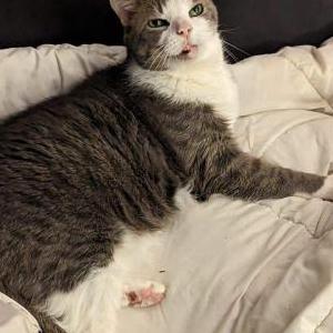 Lost Cat Kitta