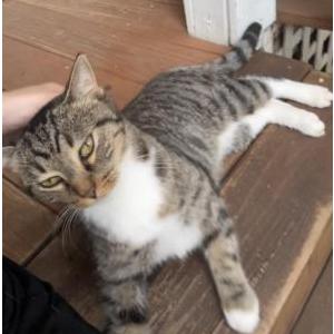 Lost Cat frishka