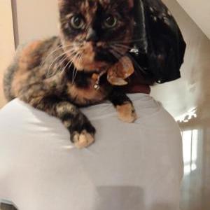 Lost Cat Tora