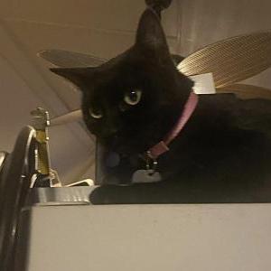 Lost Cat Fuji