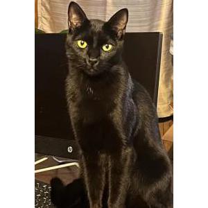 Lost Cat Cavi