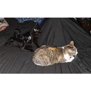 Lost Cat Mable