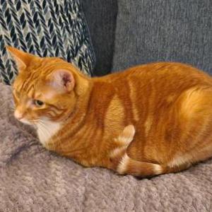 Lost Cat Joey