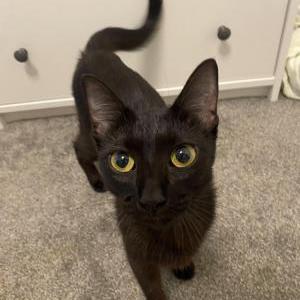 Found Cat Unknown