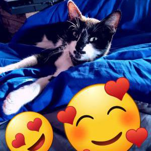 Lost Cat Baxter