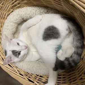 Lost Cat Oliver