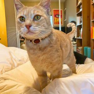 Lost Cat Simba