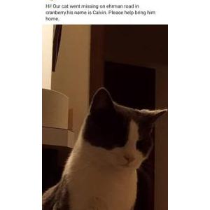 Lost Cat Calvin