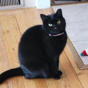 Lost Cat Nova