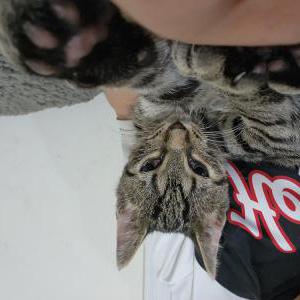 Lost Cat Handsome baby