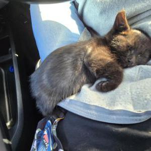Found Cat Unknown