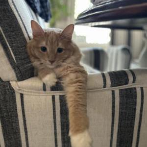 Lost Cat Catrick Swayzs