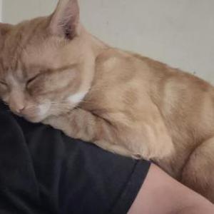 Lost Cat Gingie