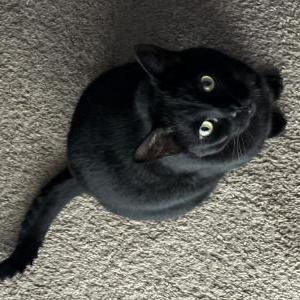 Lost Cat Ralph