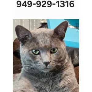 Lost Cat Moon Gomez