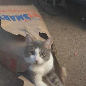 Lost Cat Biggie
