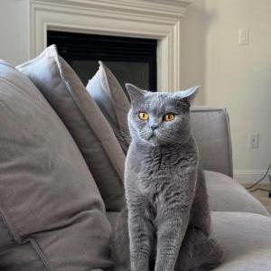 Lost Cat Mimi