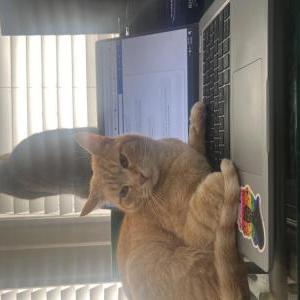 Lost Cat Velveeta