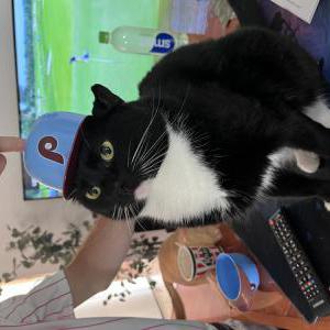 Lost Cat Pickles