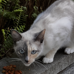 Found Cat Unknown